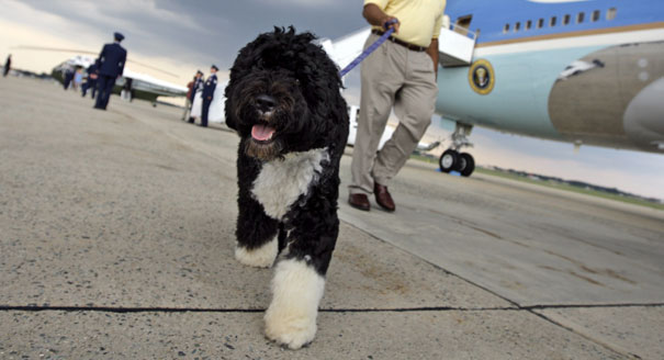 houndsofhope's tweet image. .@BarackObama's 
#portuguesewaterdog Bo stars in several children's books, loves football! presidentialpetmuseum.com/pets/bo/ #FirstDogs #PresidentsDay @MichelleObama