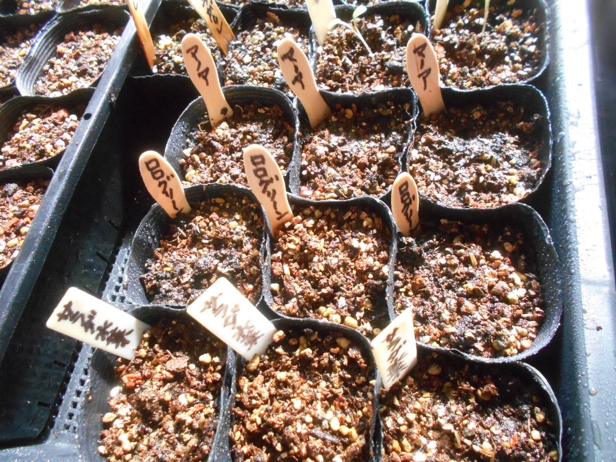 うさ 2 17 17年の古種ダイソー サラダ水菜 を蒔いてみました 出なければ 18年の種もあります 笑 1ポット 適当にパラパラ3ポットです