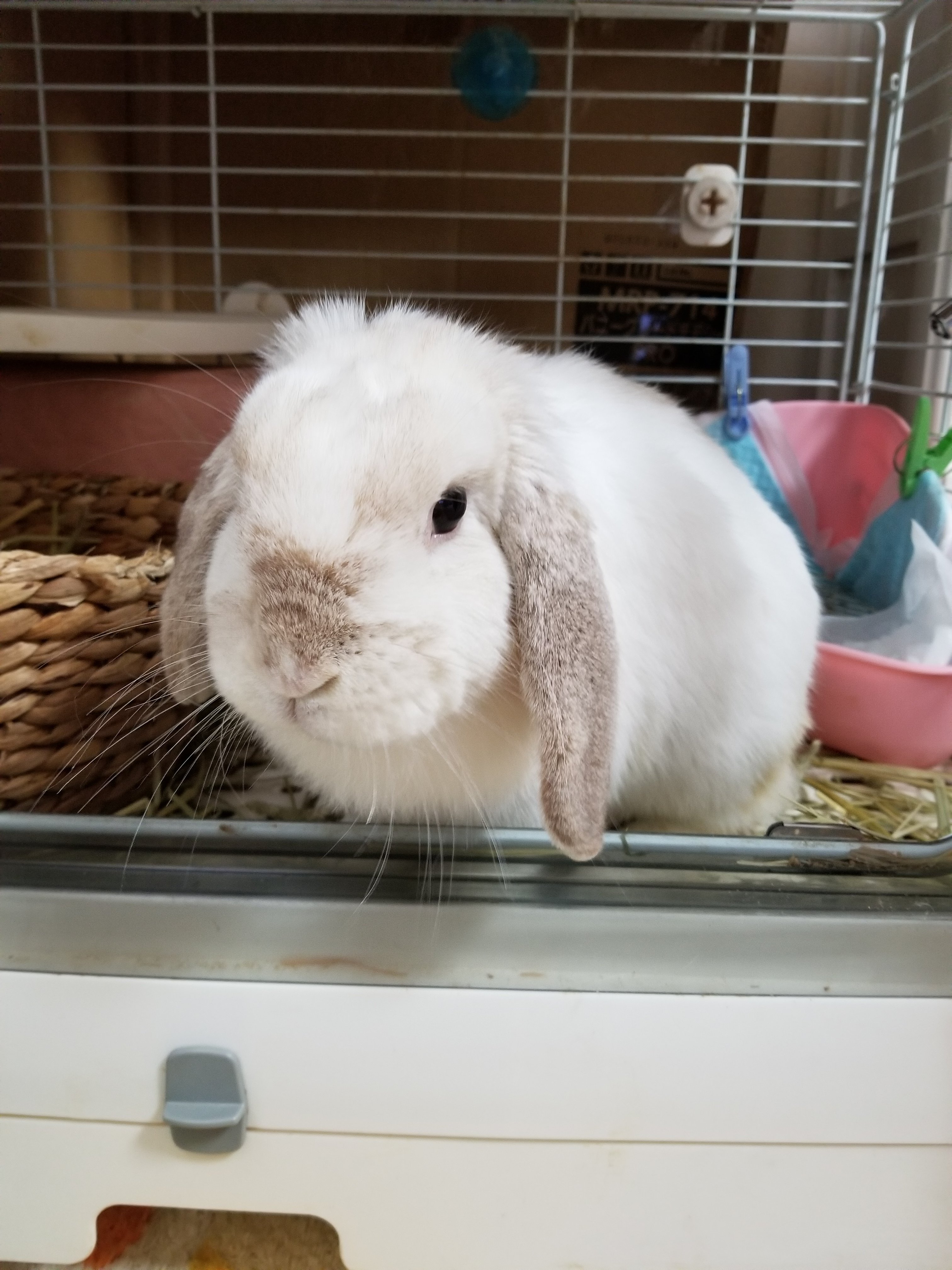 ぐれた Greta Xl9z64grtxfojuc Twitter