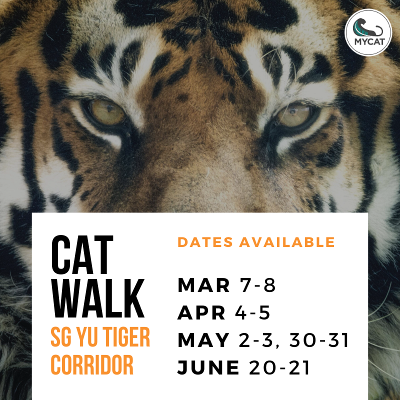 MYCAT_200's tweet photo. Your presence and courage in this legacy project is what's needed to save the last 200!
Contact us: +603 2715 6701 / cat@malayantiger.net
#savingtigerstogether https://t.co/jofyb8rpp3