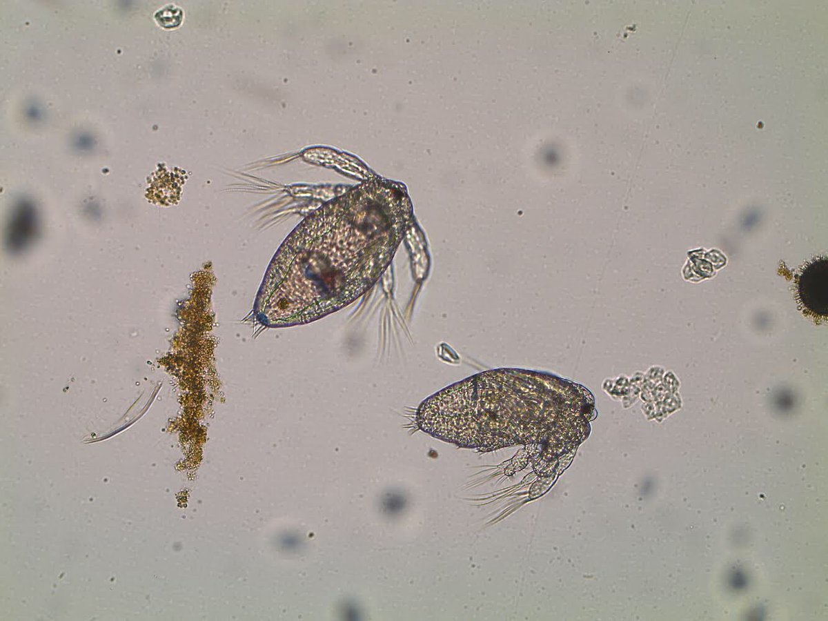mixotrophs's tweet photo. Day19. Last couple Of days of experiment for @claudia_traboni at @ICMCSIC . She followed several #copepod cohorts over 20 Days, #Sampling every day to study the effect of #mixoplankton on copepod fitness. #MixITiN @MSCActions @EU_H2020 https://t.co/oAANm7zYiS
