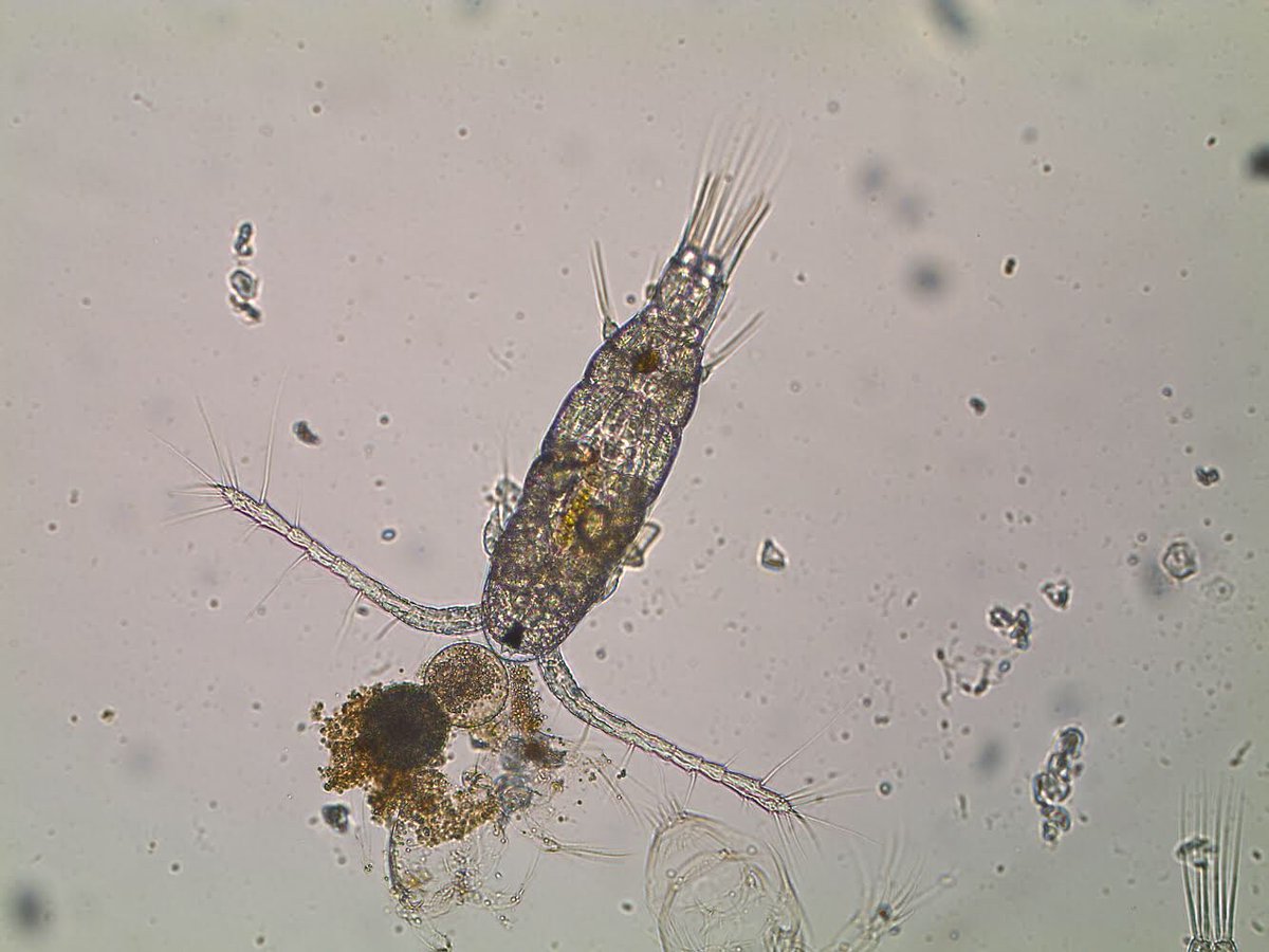 mixotrophs's tweet photo. Day19. Last couple Of days of experiment for @claudia_traboni at @ICMCSIC . She followed several #copepod cohorts over 20 Days, #Sampling every day to study the effect of #mixoplankton on copepod fitness. #MixITiN @MSCActions @EU_H2020 https://t.co/oAANm7zYiS