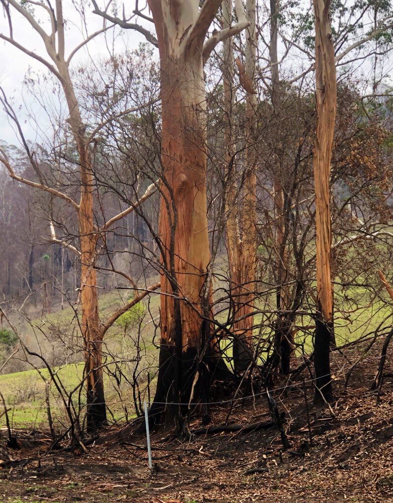 We are very proud of our consultant <a href="/KimMcIntosh123/">K-Mac</a>, who is actively volunteering with @BlazeAid to rebuild the houses lost in the recent NSW fires. Love your spirit Kim ❤️❤️❤️. Please reach out to her if you'd like to help! #InsideTelstraPurple