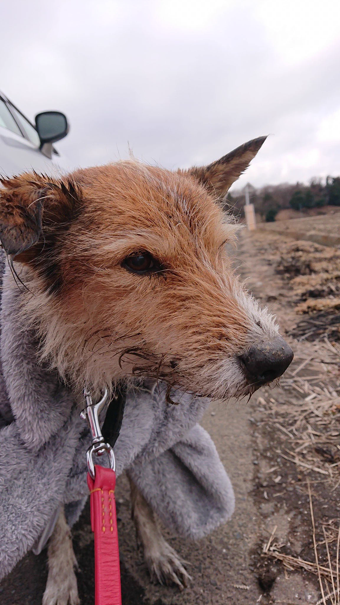 【拡散希望】上三川町石田公園近くで犬を保護・青い首輪・ネームタグなし・メス