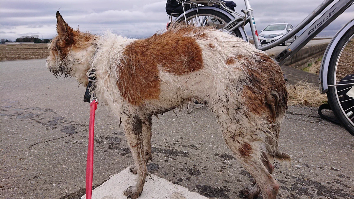 【拡散希望】上三川町石田公園近くで犬を保護・青い首輪・ネームタグなし・メス