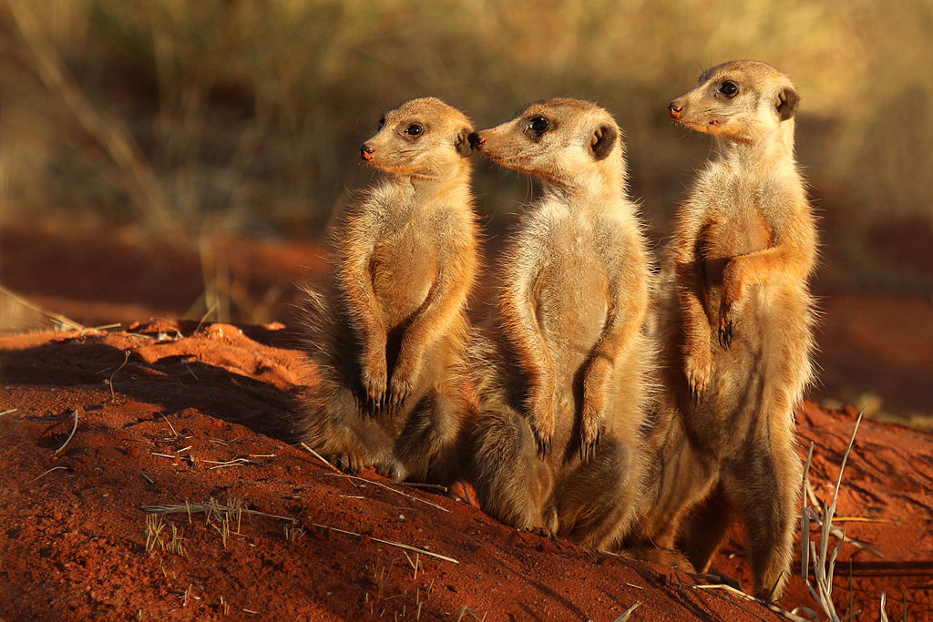 46. A group of meerkats is called a "mob", "gang", or "clan".(Charles J. Sharp; Wikimedia Commons)