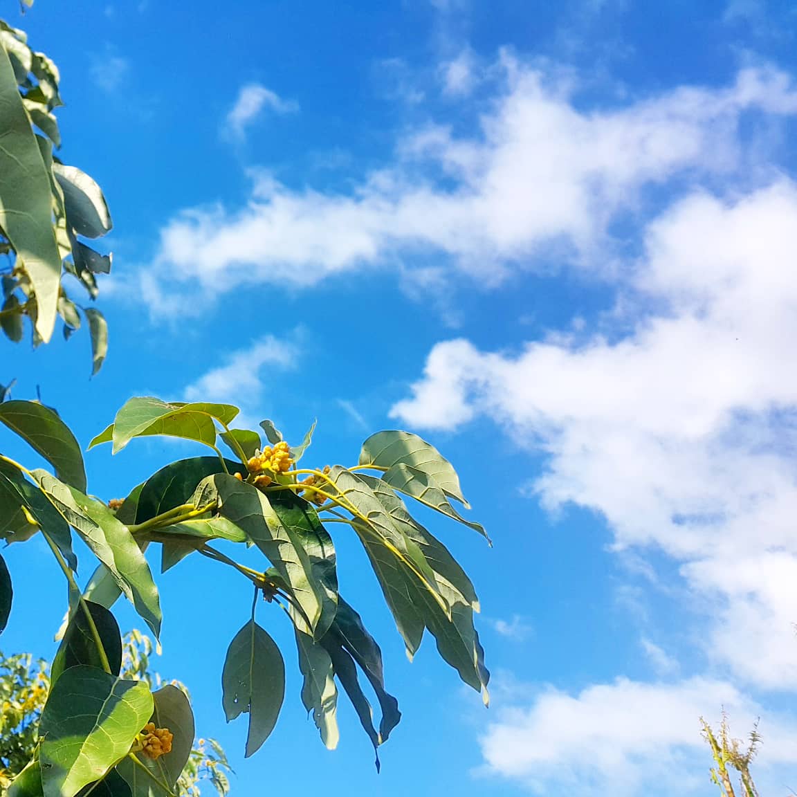 🔥🌴🔥🌴🔥🌴avokado 💚💚💚

#avocado #avokado #guac #guacamole #drtropic #tropikalmeyve #tropicalfruits #vegan #meyve #lezzet #gurmelezzetler #sunum #fruit #antalya #egzotikmeyve #taze #freshproduce  #raw #fit #yemek #leziz #healthyfood #goodfood #nefis #enfes