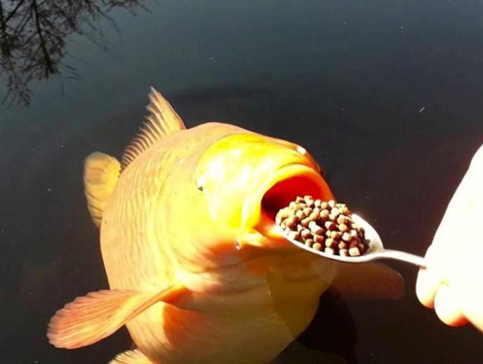 i am the fish and the spoon is victory