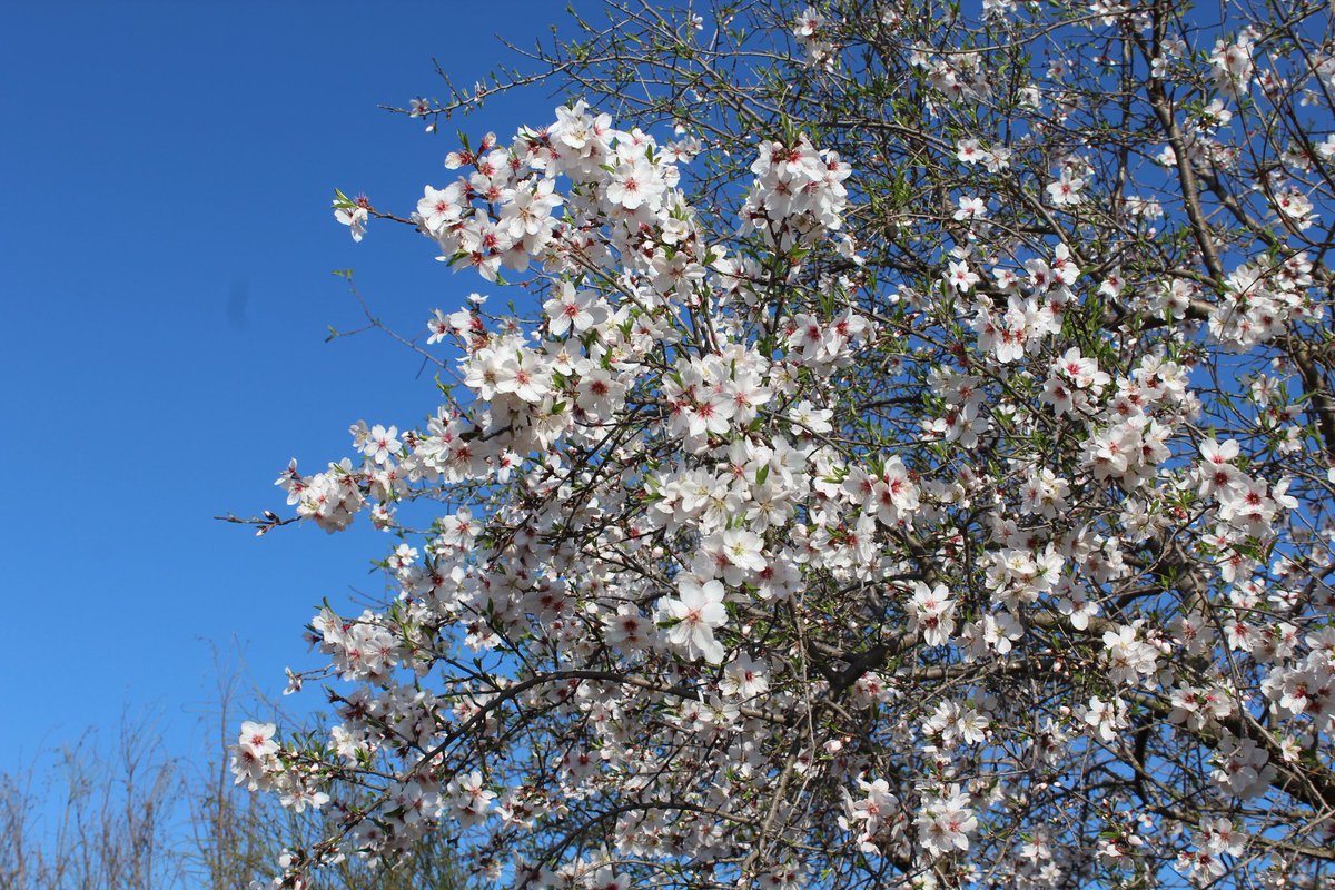 Con almendros florecidos