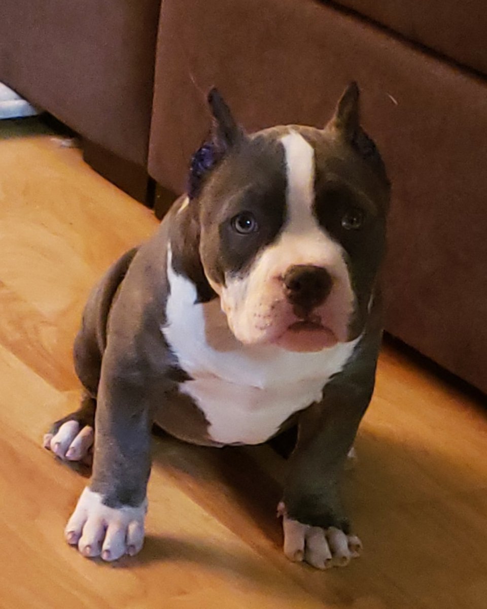 jenny6317's tweet image. Big trouble in &quot;Little Tokio&quot;

#TheABKC #PocketBully