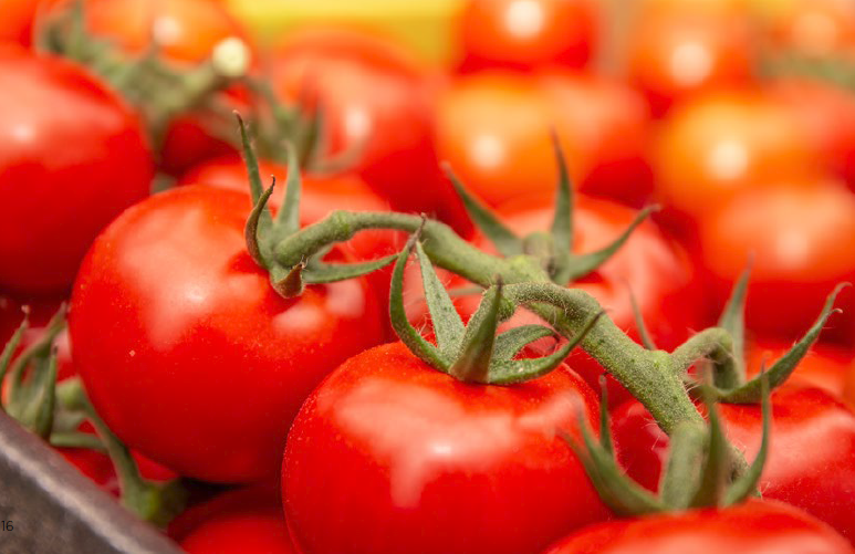 VanIperenBV's tweet photo. Meststoffenspecialist @DickBreugem: “Het telen van weerbare tomatenplanten brengt de nodige uitdagingen met zich mee. Wij adviseren onze klanten graag bij de basis; het maken van het juiste #recept voor de voeding van de plant.” https://t.co/l4w2W9747u https://t.co/gKamThGnHS