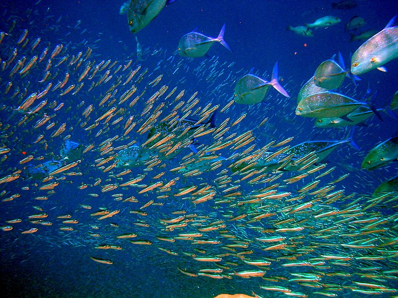 SANCORcommunity's tweet photo. #Vacancy: #Research #Scientist in #Pelagic #Fisheries
 
Contribute to research efforts in fisheries and #population #dynamics #modelling @CSIRO 

Location: Hobart, TAS, AU 🇦🇺 Apply by 11 March

https://t.co/2Vn0u29gyF https://t.co/4tPzwQJU1L