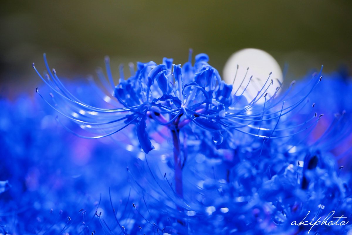 蒼の雫 しっかり食べてしっかり動く 蒼の雫は 彼岸花 花言葉 悲しい思い出 秘めた情熱を持っている人 独特のセンスを持つ 狭く深い友情関係 諦めは早め すぐに人に頼らない 可愛いよりかっこいいと思われたい アネモネの人とは恋人関係 ここ