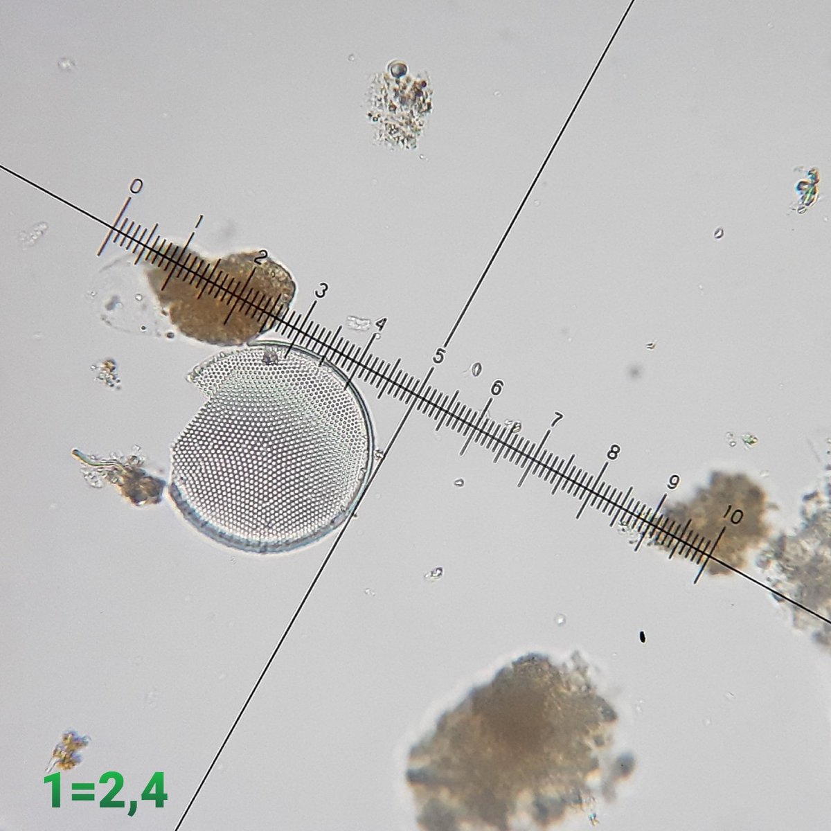 #diatom From this angle, it looks as if the membrane is only on one side of the box. Left specimen caught yesterday at 1 mtr depth. Temp. 7 Celsius. #microscopy #freshwater