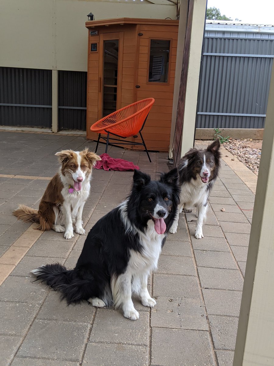 Motherofdogggos's tweet image. New yard, who dis?
Moved to a new house, that means new things to sniff and pee on #hellzyeah
#bordercollies #abbey #gypsy #leonidas