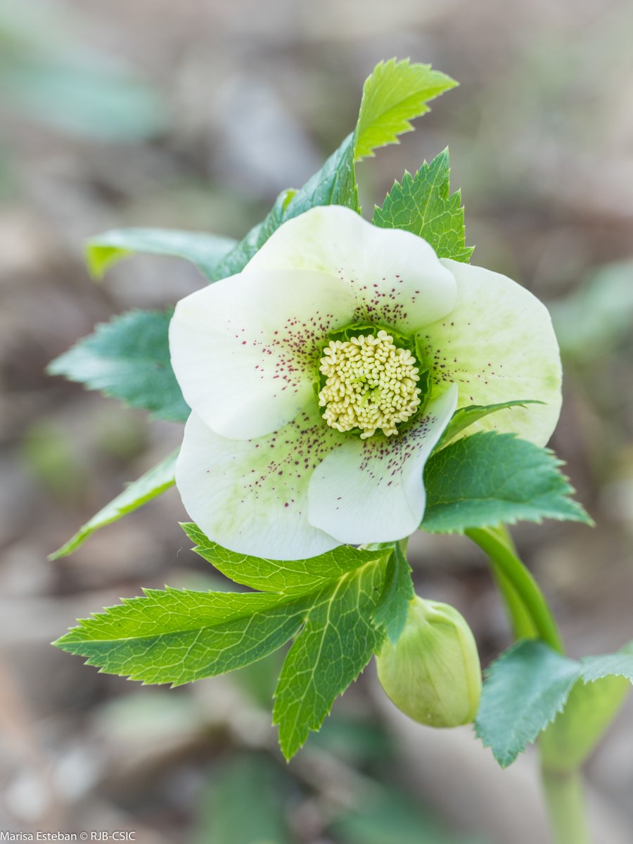 RJBOTANICO's tweet image. Las flores de Helleborus orientalis son 'reacias' a salir en las fotos. Por eso, hay que forzarlas un poco y eso se nota porque este ejemplar parece que pone "cara de asombro" ¿o no? 😉 😄 #FelizLunes