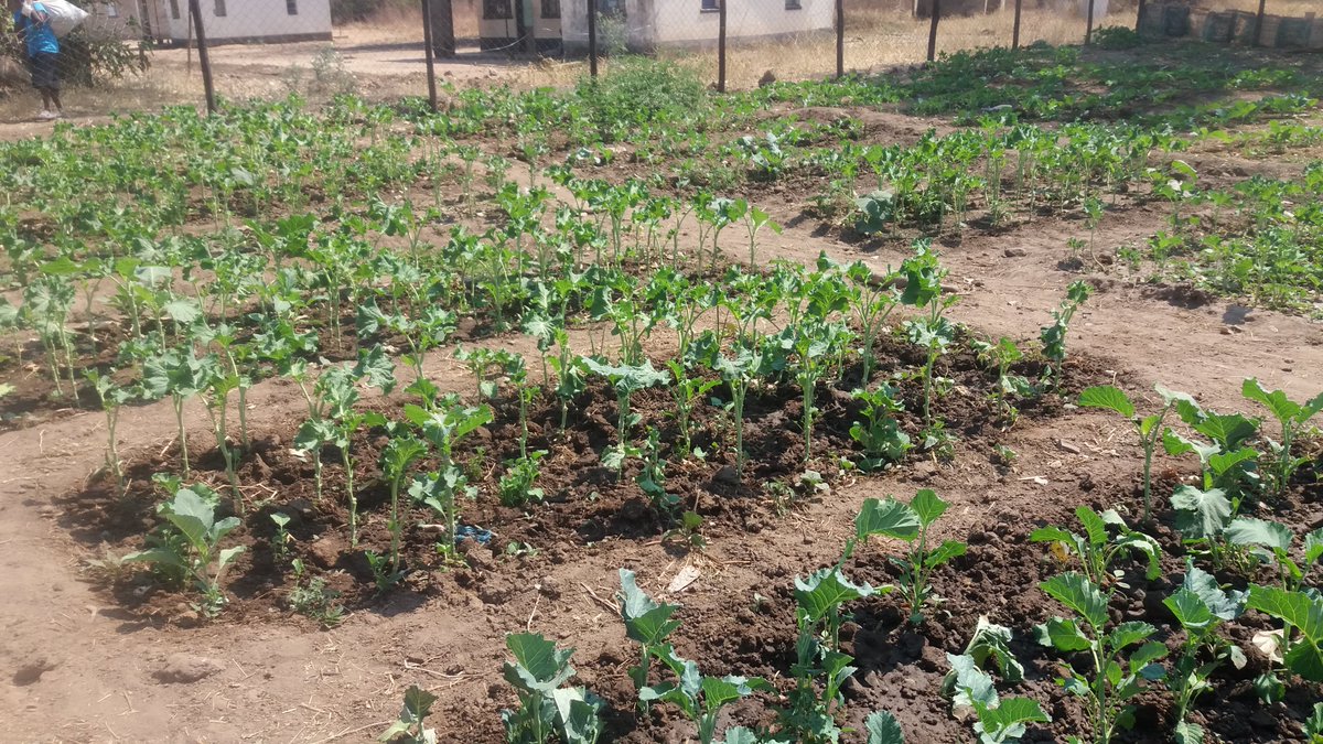 Compassion Zimbabwe tweet media