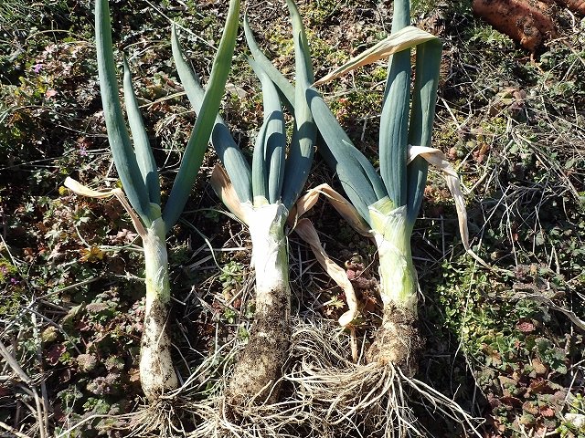いもとあずき 畑に植えっぱなしになっていた太めの長ネギも収穫したよ これは下仁田ネギ だったかなぁ なんの苗を買ったかすぐ忘れちゃう 土寄せが全然なくて白い部分が短いんだよね 家庭菜園だしまぁいいや と 笑って食べる 畑 家庭菜園
