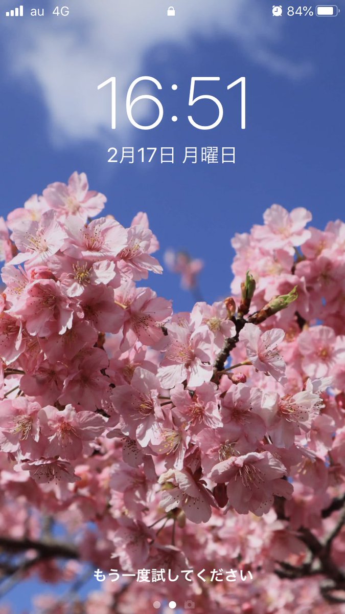 桜 壁紙 縦 待ち受け 桜 壁紙 縦 あなたのための最高の壁紙画像