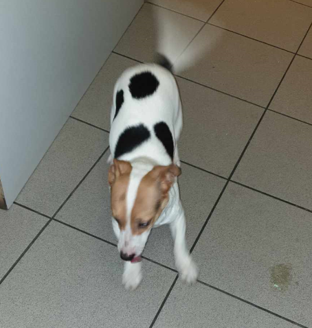 RER_A's tweet photo. 🐶 🔍 Ce chien a été retrouvé vers 08:50 en gare de Val de Fontenay. Il s'agit d'un type jack russel blanc avec des tâches noires et marrons. Nous recherchons son maître. N'hésitez pas à nous contacter si vous le reconnaissez, et RT pour diffuser ! Merci 😉 https://t.co/ro9dLdt2KT