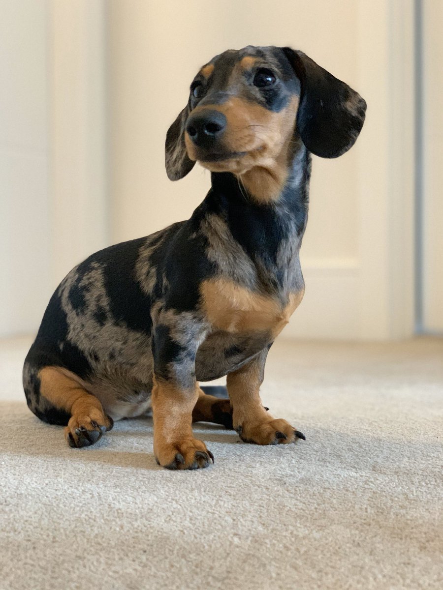 lucy_ell's tweet photo. Model dog! #dachshund #dachshundpuppy https://t.co/QCXQLfoATc