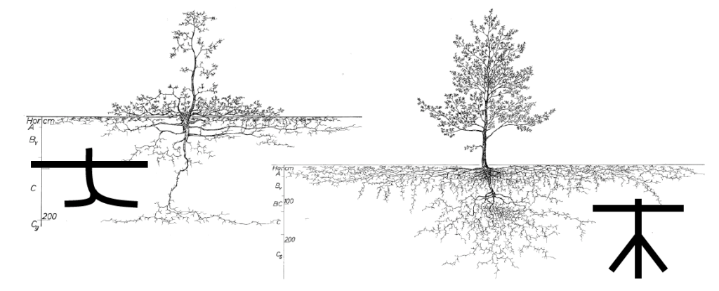 aearboricultura's tweet photo. TALLER: EL SISTEMA RADICULAR DEL ÁRBOL EN MEDIO URBANO. MÉTODO DE DIAGNÓSTICO INTEGRAL. CLAIRE ATGER https://t.co/pE6aKvC8Pu https://t.co/R8lUH8bfak