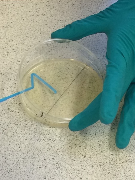 framacademic's tweet photo. Due to the Year 13’s being successful in making the recombinant plasmid, it was time to introduce the plasmid into bacterial cells, E. coli, using a procedure known as bacterial transformation. (1/3) https://t.co/dbYM3ilaPr