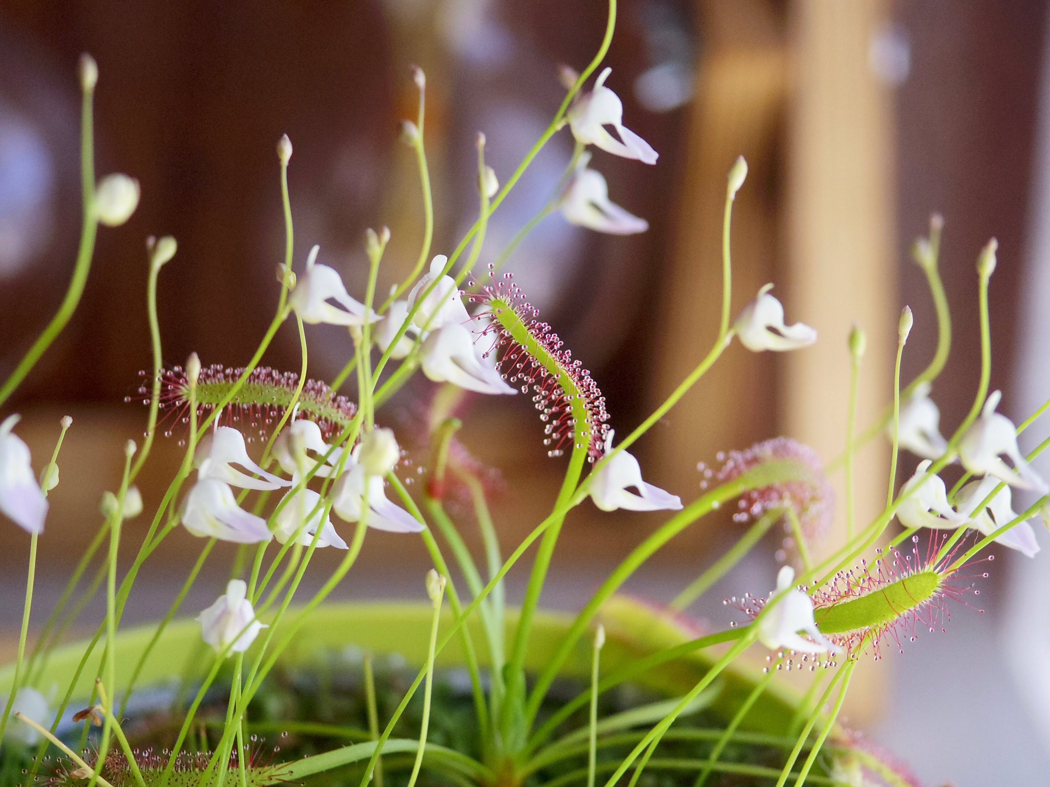 Twitter पर さぼてん うばたま 苔玉島 に生えているウサギゴケも食虫植物のミミカキグサの仲間 1cmもない小さな白い花がたくさん咲いてかわいいよ リヴリー島フォト リヴリー T Co Jwyhjq7ona Twitter