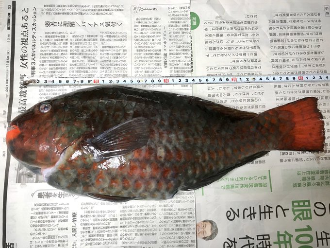 ブダイの特徴 見分け方 写真から探せる魚図鑑