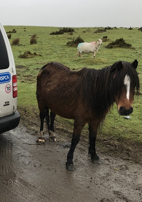 RSPCAcymru's tweet photo. We're appealing for info after an extremely thin pony was found at Gelligaer Common. She wasn't microchipped so we can't find her owner. Pls call our inspectorate appeal line on 0300 123 8018 if you can help. The pony is now receiving the appropriate care. https://t.co/zGkBU7qnHG https://t.co/w0sAeHiR6e
