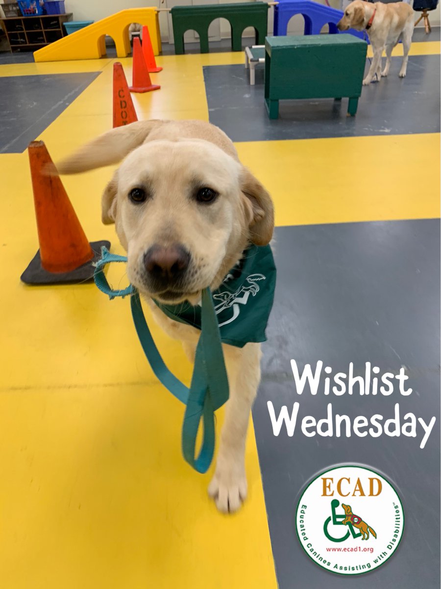 ECADServiceDogs's tweet photo. Sarge has been practicing how to get his leash and bring it to his handler. He loves this game but his leash has seen better days. This #WishlistWednesday you can #HelpDogsWhoHelpHumans by purchasing Sarge and all the #ECADSDiT new 4ft leashes here: https://t.co/bXahkebbUG https://t.co/V8JCPoYpMo