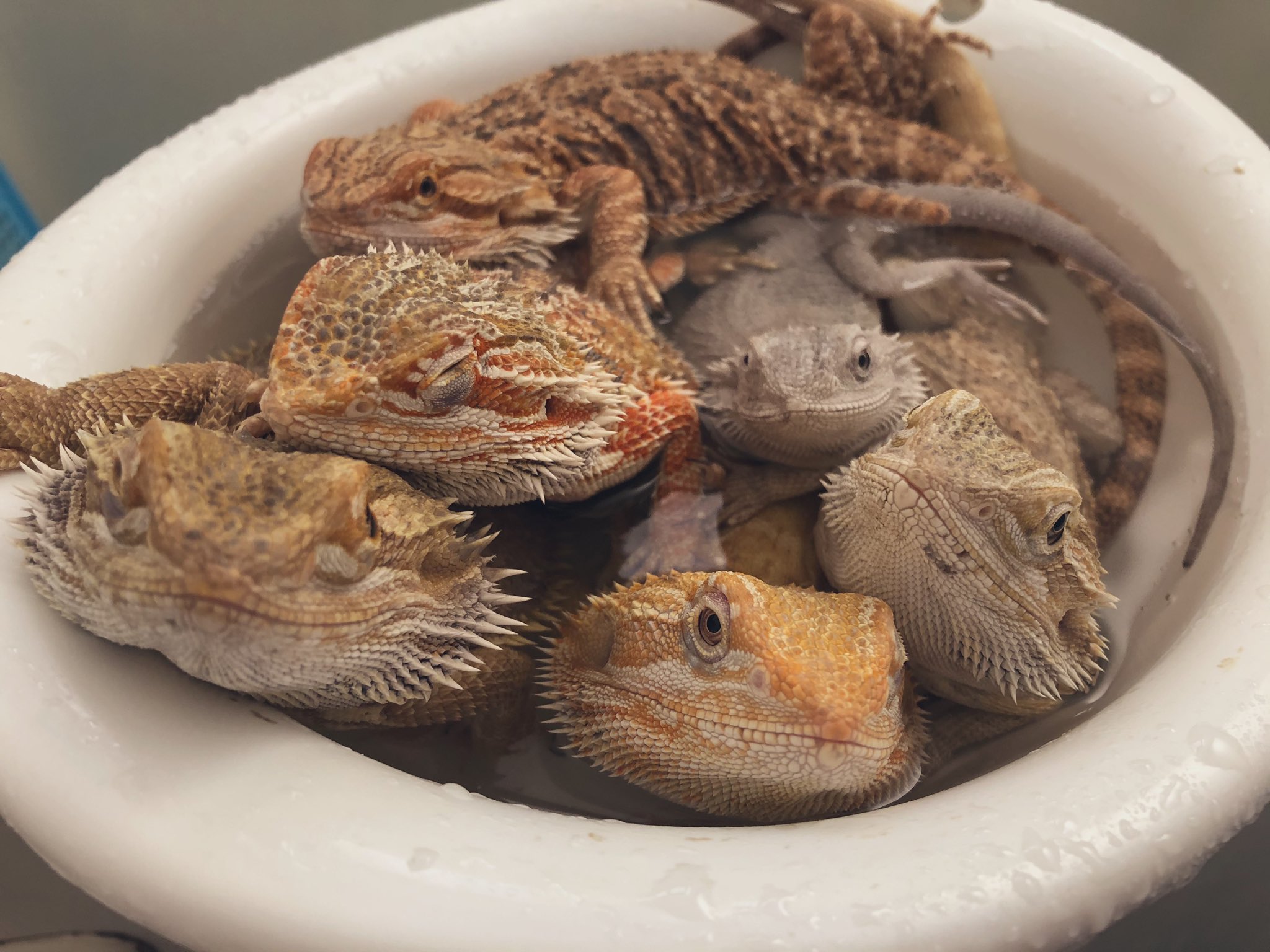 ダンゴ虫虫 可愛すぎませんか 可愛すぎますよね フトアゴヒゲトカゲ うんちパニック お風呂 かわいい 仲良し 泣いた アイコン 変えました T Co Eyig4fhsub Twitter