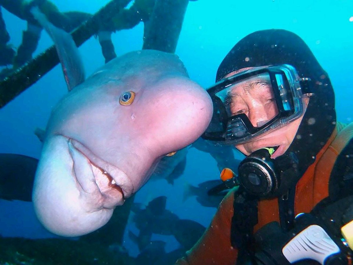 selfie of a diver and his fish friend underwater.