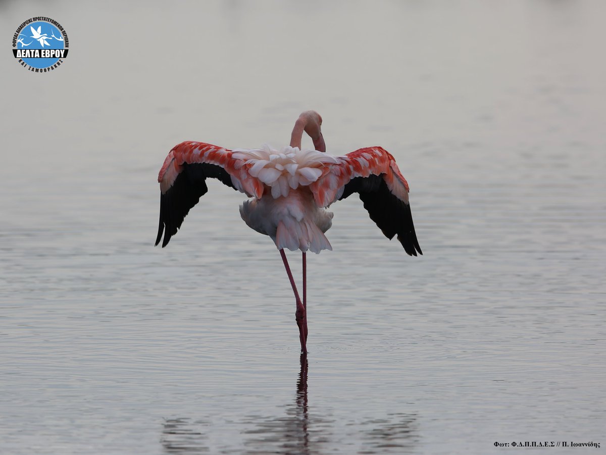 bio2care's tweet photo. Flamingos (Phoenicopterus roseus), Evros Delta, Greece

The Evros Delta National Park is one of the most important wetlands in the whole Europe and is a magnet for birdwatchers. https://t.co/1HClIz6jtk