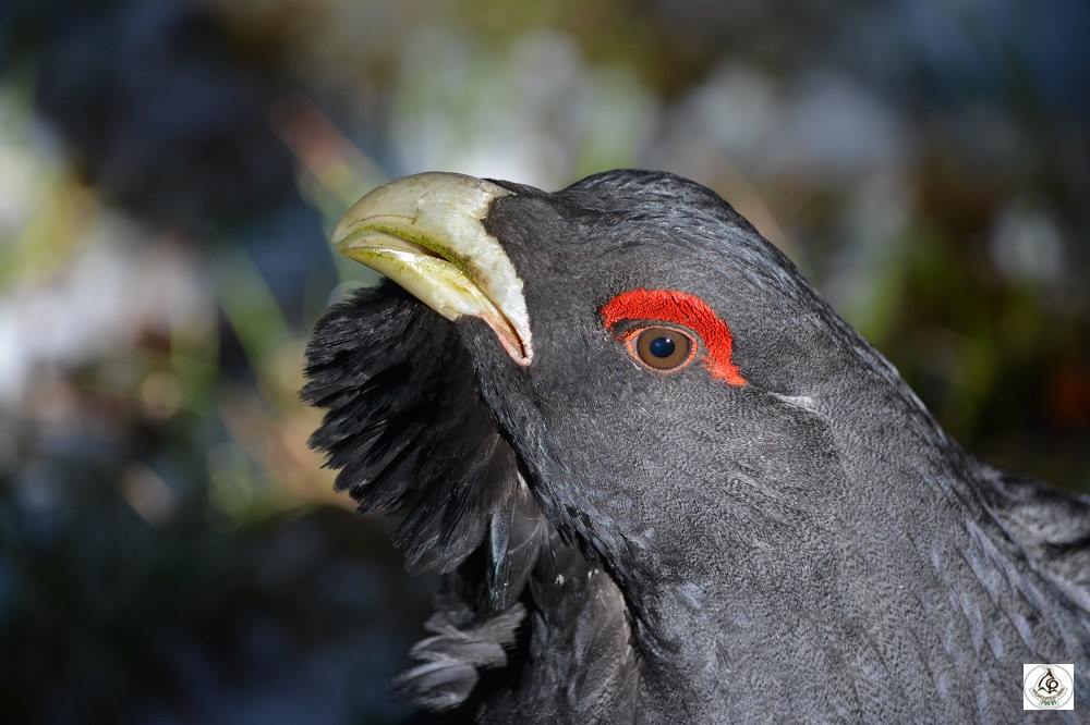 bio2care's tweet photo. #Capercaillie (#Tetrao urogallus) in the #Rila #National #park, #Bulgaria. https://t.co/iKi8s64FhS