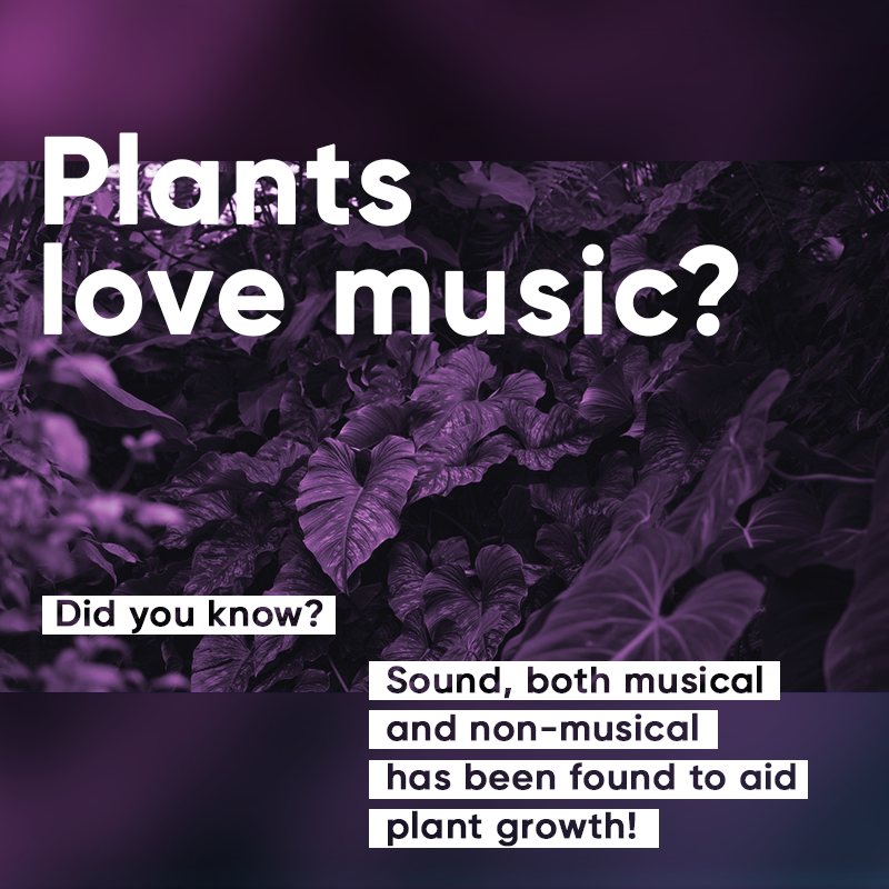 #DidYouKnow researchers found that #plants grew more whilst being played #music? 🌱🎶

#WednesdayWisdom