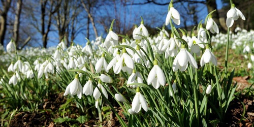 The snowdrop season is here! For the next few weeks the hidden valley which forms @RococoGarden will be carpeted in white - a glorious and unforgettable sight (image by Paul Nicholls) socsi.in/ZNBnZ