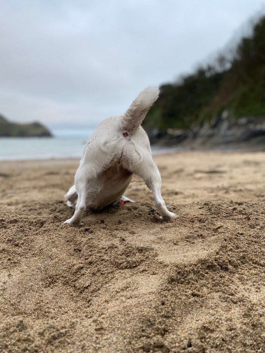 Same to you. 
Poor doggo. Has to go on a beach in vile Cornwall every day...