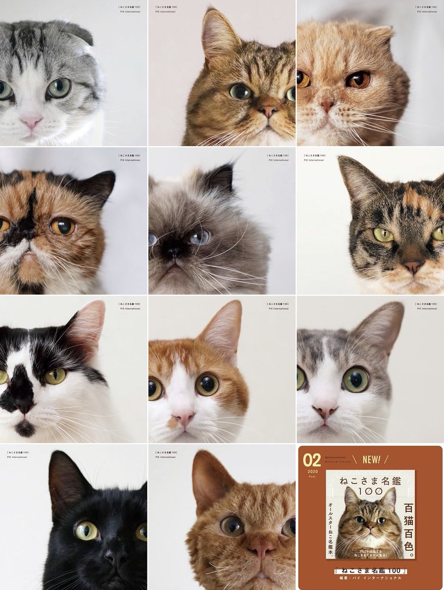 パイ インターナショナル on X:  