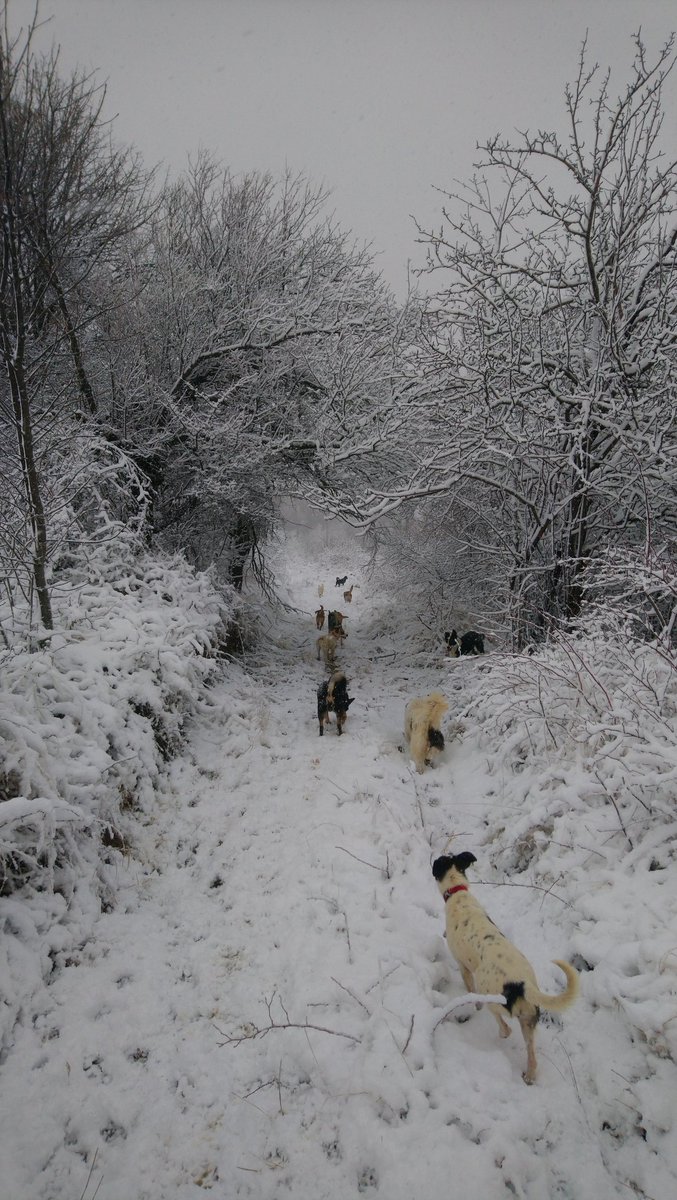 catchintalesbg's tweet photo. Second day back at @streetheartsbg and the snow has arrived!
#streetheartsbg #animalrescue #streetanimals #rescueanimals #fourpaws #dogsmirror #dogrescue #dogcare #dogsofbark #dogloversclub #dog_features #dogsofinstagram #adoptdontshop #petcare #wednesday #wednesdayvibes https://t.co/JyDz0dLs1p