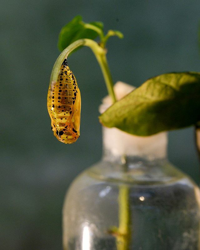 たがた V Twitter 構造色で金色に輝くオオゴマダラの蛹 蝶 蛹 Chrysalis Pupa Butterfly 昆虫 Insect 大胡麻斑 オオゴマダラ Ricepaperbutterfly Treenymphbutterfly T Co Xtarqbwrsg T Co T93ifkp7nn