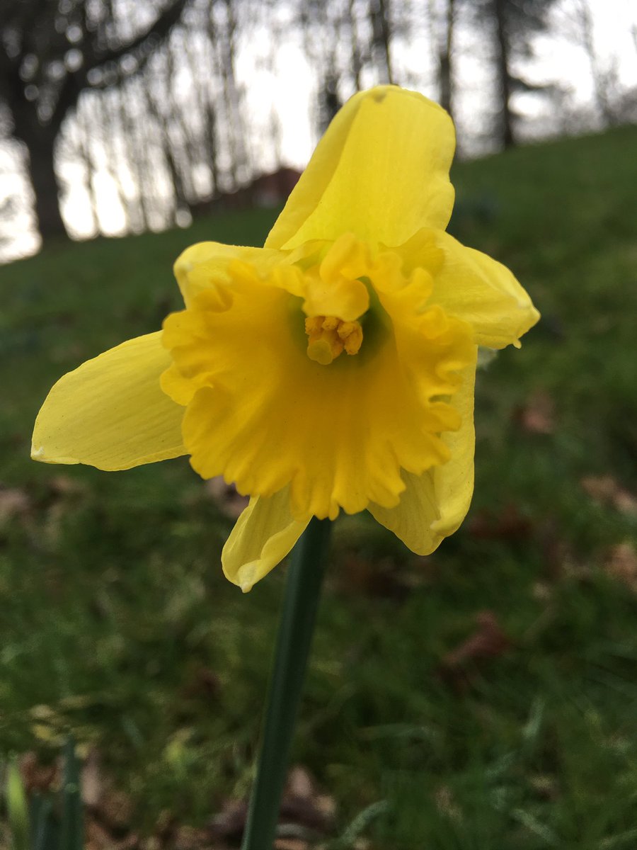Spring is in the air! Our first #daffodil spotted nodding on the verge by the subways at the Lawrence Hill roundabout 💛 have you got daffs where you are?