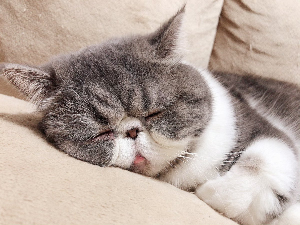 こめっと こめたん 舌でてるよ エキゾチックショートヘア 猫好きさんとつながりたい T Co Noamok76hh Twitter