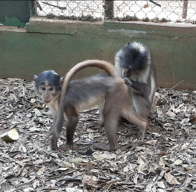wapca_gh's tweet photo. #MondayMotivaton
What a way to start the week:  White-naped mangabey Accra grooming Austin at the WAPCA #Endangered #Primate Breeding Centre in #Accra, #Ghana! 
Pic: L. Moody

#conservation #tourism #ecotourism #monkeys #volunteering
#ghanamotion @CityOfAccra @AccraMetropolis https://t.co/w7KjKOxVyF