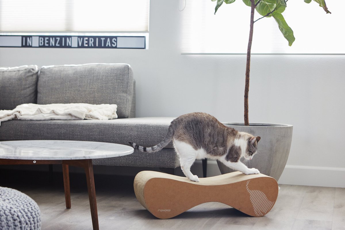 WeAre_myKotty's tweet photo. We’re happy to announce another fantastic collaboration with @asamizenri , a talented photographer from sunny California. Thank you for that fantastic shooting, it was a big pleasure to worked with you again!🙌
#photography #myKotty #forcats #designedforcats #design #furniture https://t.co/hmmnRUIipC