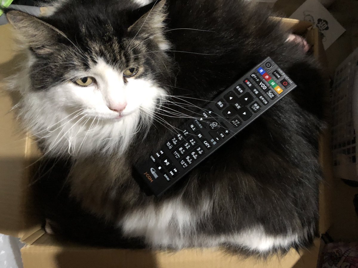 ダンボールに無理やり収まる猫 