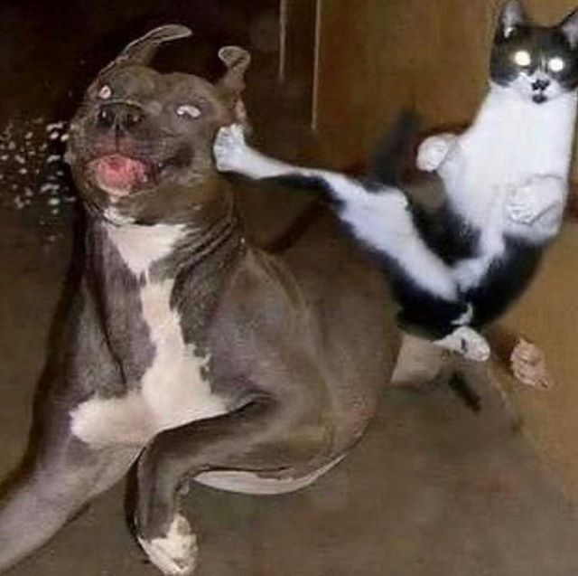AiP_official_'s tweet photo. Z O K
.
.
.
.
#animalsinpredicaments #caturday #catsvsdogs #catto #doggo #ninjawarrior #kungfu #funnycats #funnydogs #catmeme #catmemes #chonkycat #cursedmemes #cursedcats #pow DM for credit ✔️ https://t.co/mnPxag5c3u https://t.co/G8GzVk4tDs