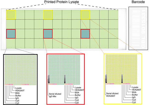 2BScientific's tweet photo. UltraMAB® from @origenebio!
What is it? Mouse monoclonal antibodies validated with a High-Density Protein Microarray.
Take a look at all the products in this great range and improve your research today: https://t.co/n8qEaEvRhB #ultramab #monoclonalantibodies #proteinmicroarray https://t.co/iWlqO5U5sN