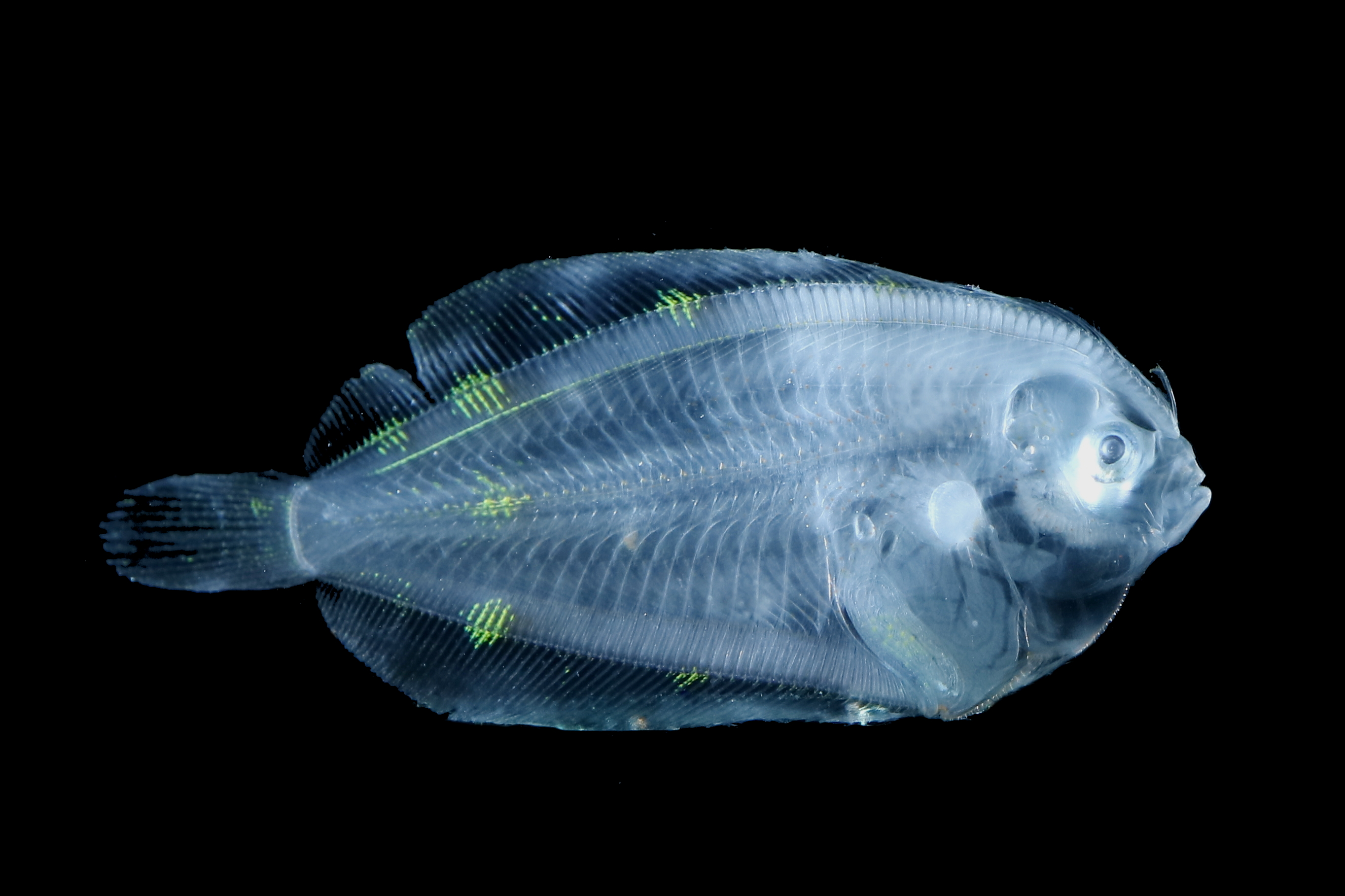ぷらなりあ 趣味垢 ヒラメとかカレイとかの稚魚黒バック 透明な体に緑の斑紋が美しい そして薄い T Co Potestf1zh Twitter