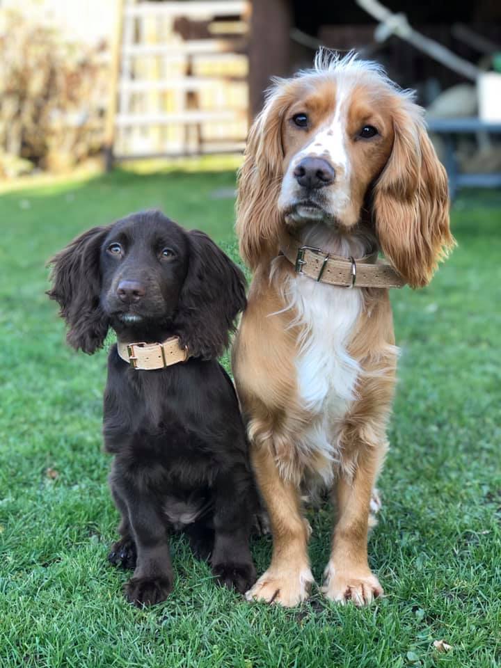 rural_landagent's tweet photo. Bridge Of Allan's Finest Pooch

The results are in 🏆

🥇Brody
🥈Lossie &amp; Almond
🥉Willow

#Dogs #Puppies #BridgeofAllan #Competition #Community #BairdLumsden #GivingBack #CockerSpaniel #GermanShepherd #AssistanceDog https://t.co/hzNF0FeYg1